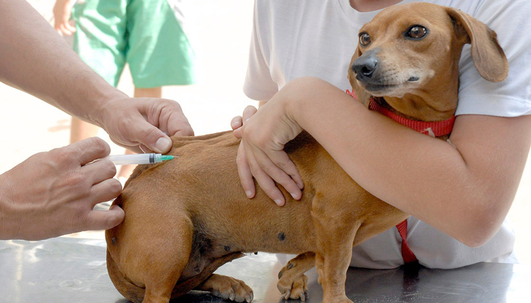 Prefeitura promove ação de Vacinação Animal Anti-rábica; confira horários e locais 
